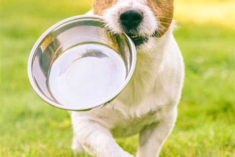 Pet Nutrition: Main Difference Between Dry And Wet Pet Food