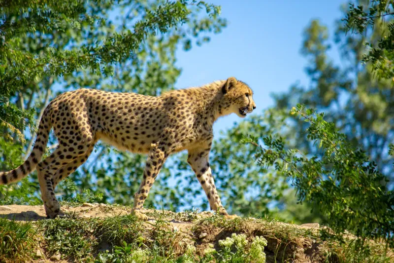 How to Undo Builderall Cheetah